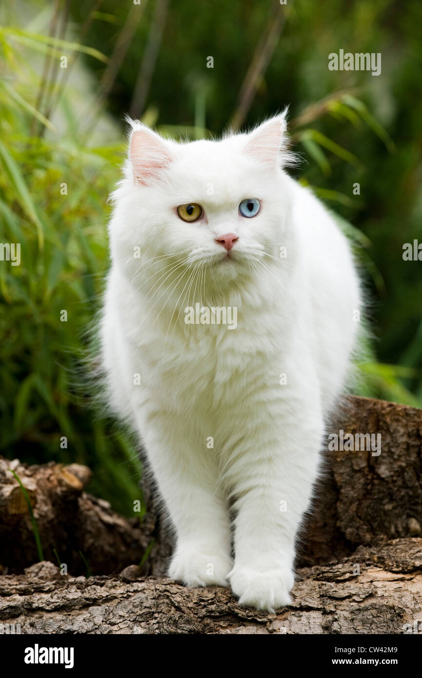 British longhair cat cute hi-res stock photography and images - Alamy