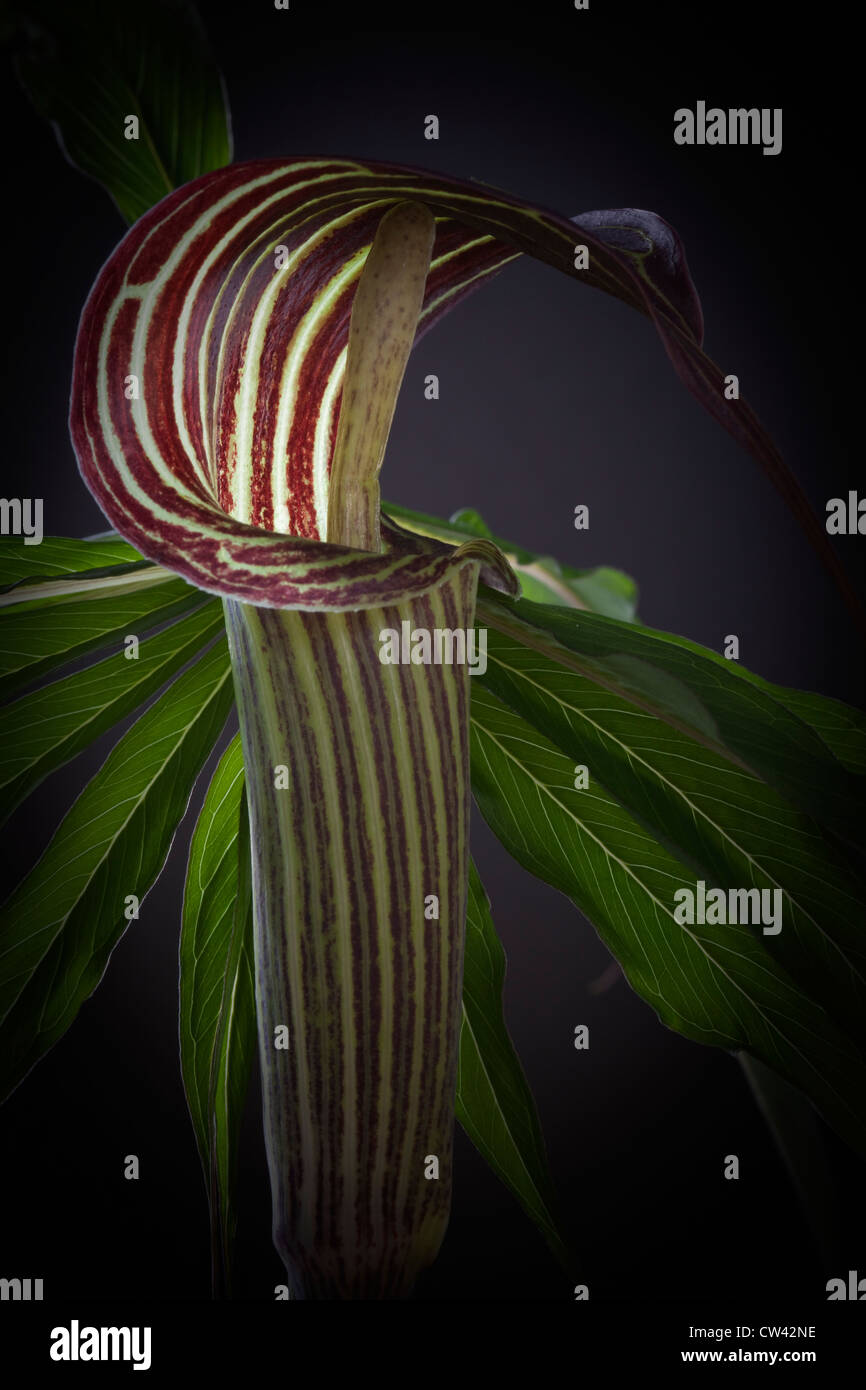 Cobra Lily (arisaema consanguineum) know as Jack in the Pulpit Stock Photo