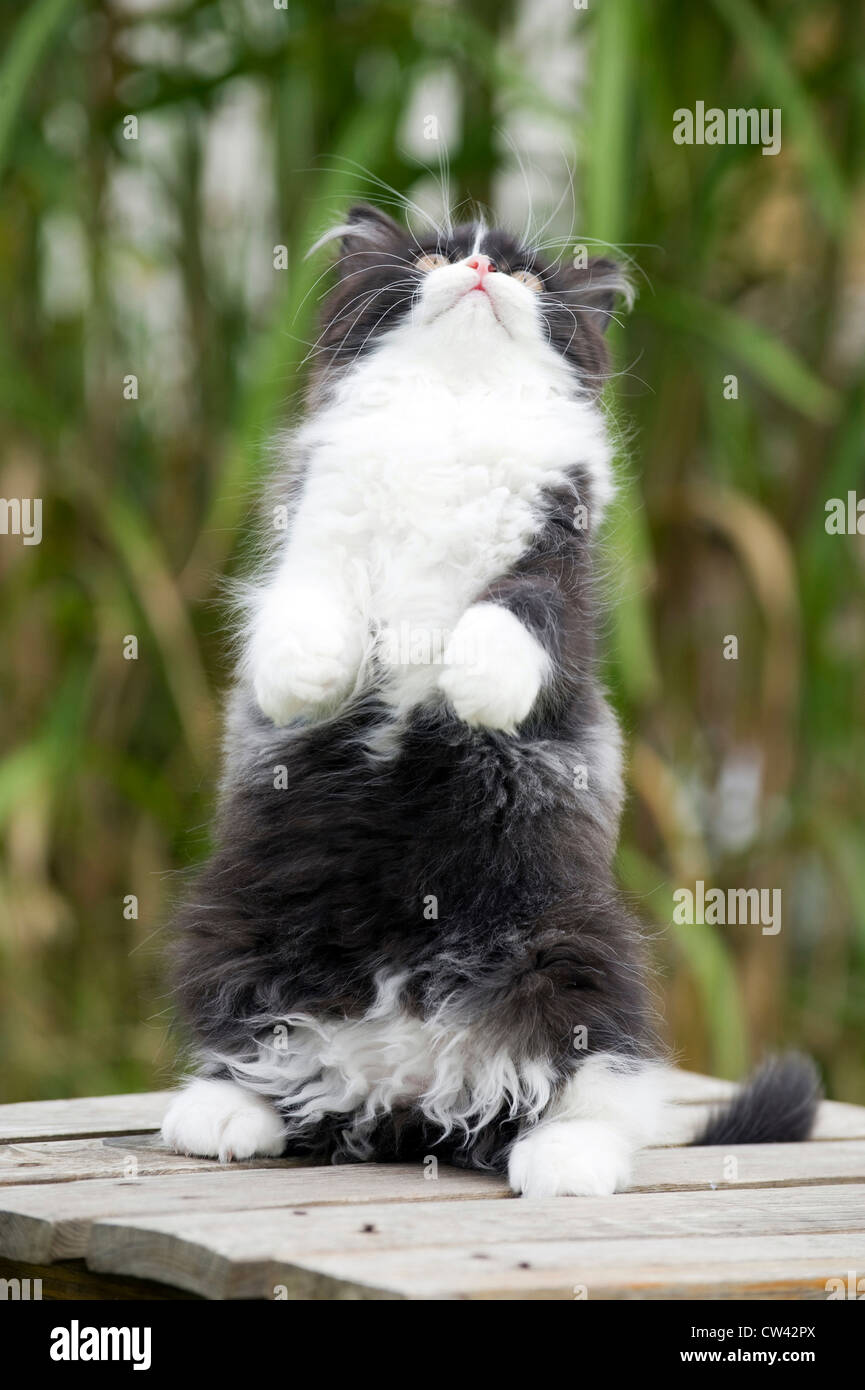 British Longhair Black And White Kitten Sitting On Its Haunches