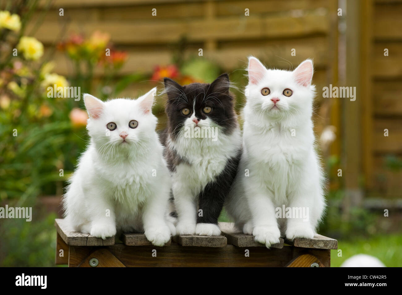 British longhair cat garden hi-res stock photography and images - Alamy