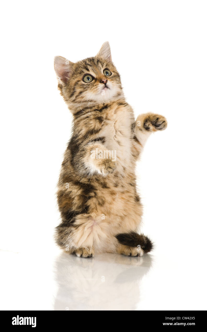 Haunches out hires stock photography and images Alamy