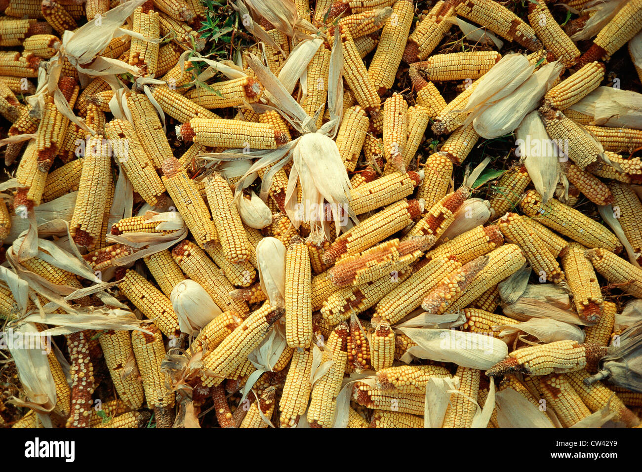 Pile of corn with husks Stock Photo Alamy
