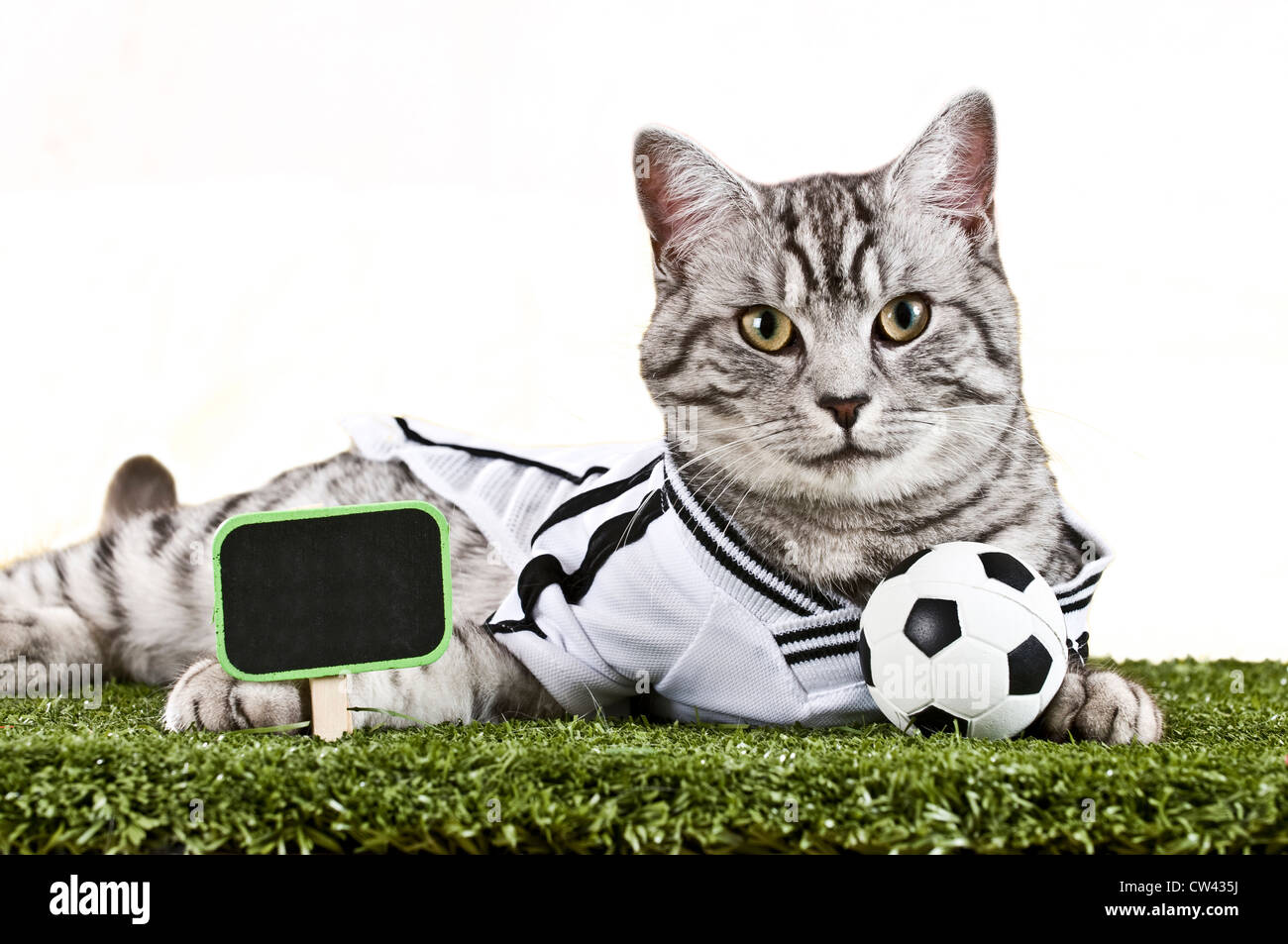 cat soccer jersey