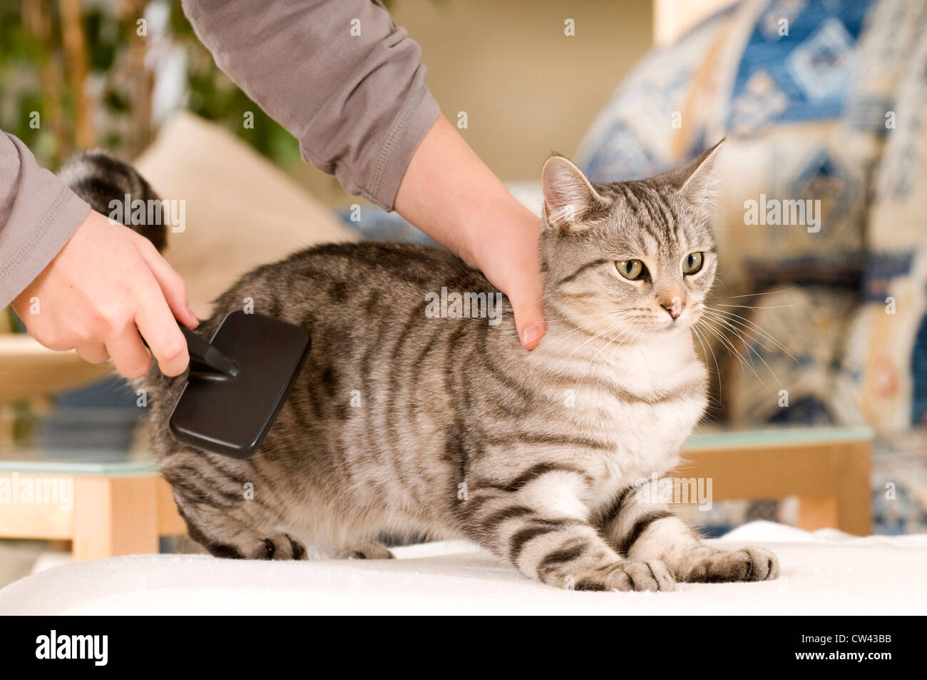 Domestic Cat being brushed Stock Photo Alamy