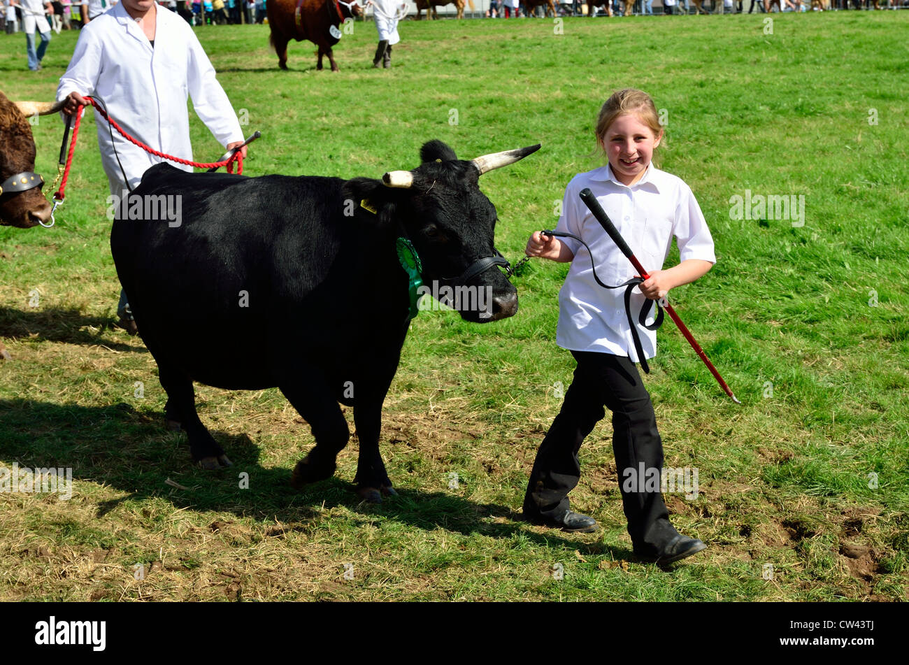 A happy young girl leading her prize winning calf into the show ring at Okehampton Show, in Devon Stock Photo