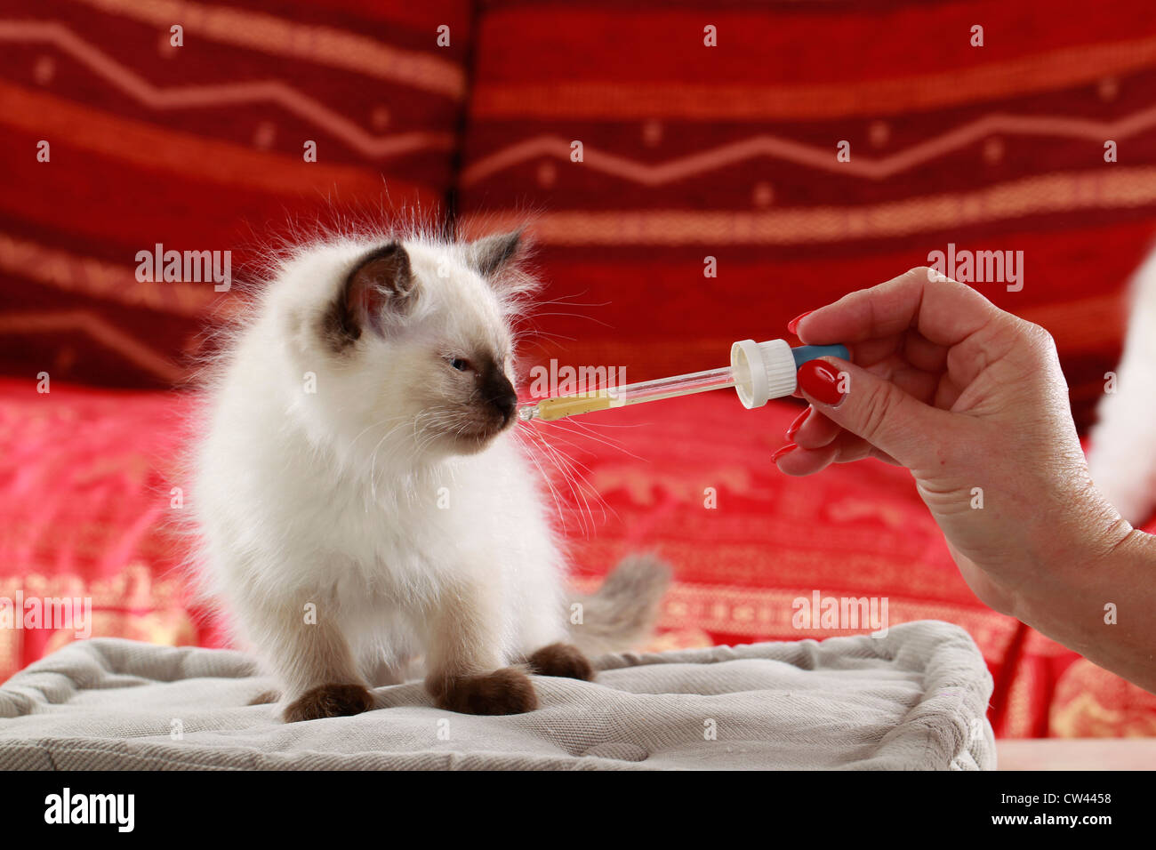 Ragdoll Cat, kitten being given medication with a pipette Stock Photo