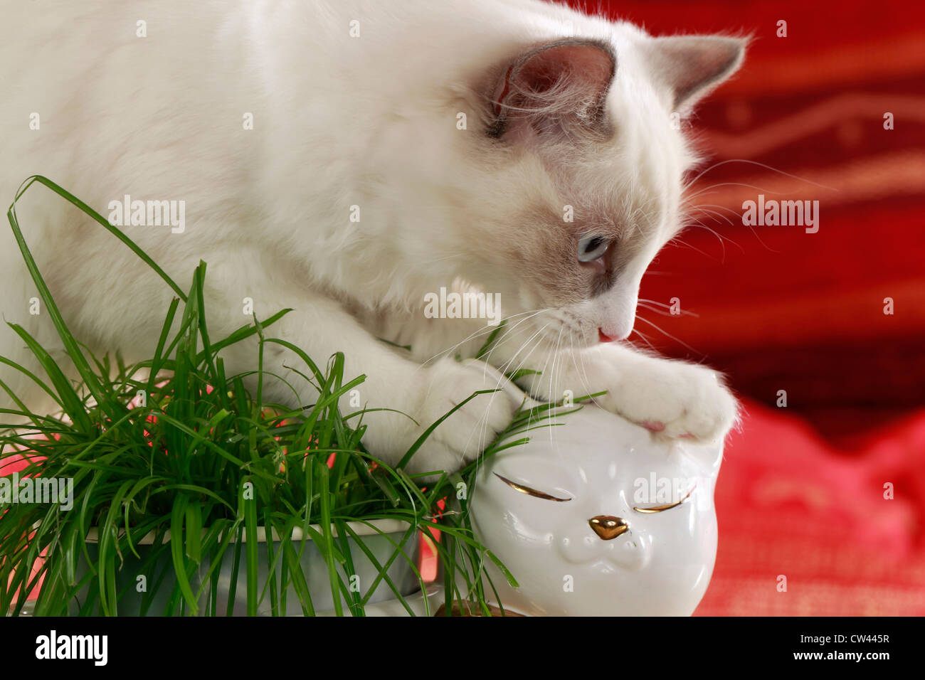 Ragdoll Cat. Adult destroying a potted Umbrella Papyrus Stock Photo