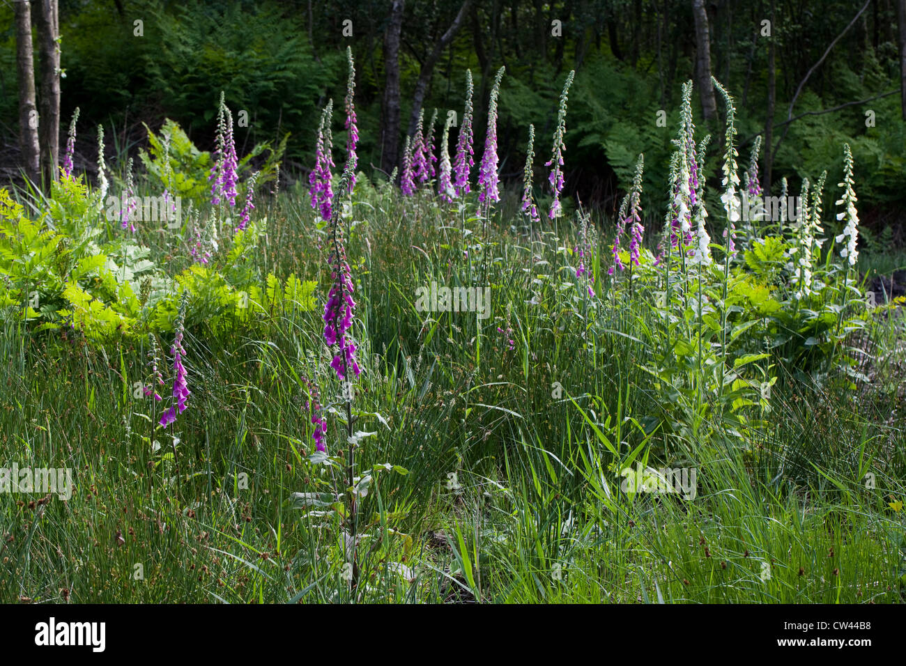 Damp Woodland. Succession Birch (Betula pubiscens), Ferns (Dryoptera), Osmunda regalis), foreground Foxglove Digitalis purpurea. Stock Photo