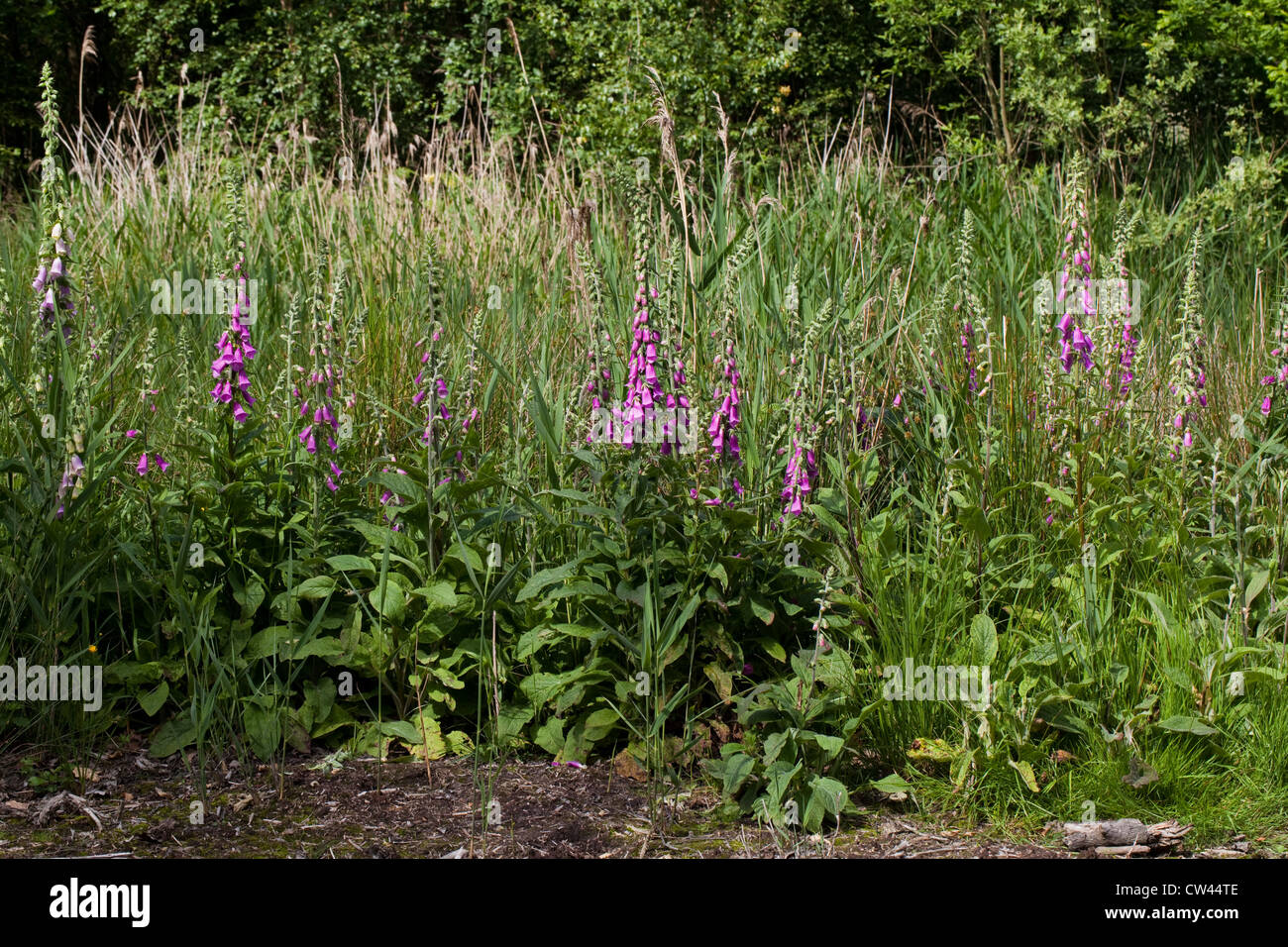 Foxgloves (Digitalis purpurea). Growing from previous years dispersed seeds atop recently dredged mud from a dyke bottom. Stock Photo