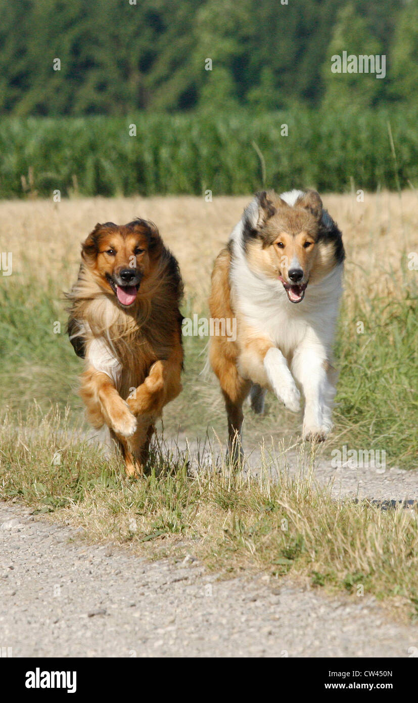 Rough Collie, Laong-haired Collie. Two adults running along a field track Stock Photo