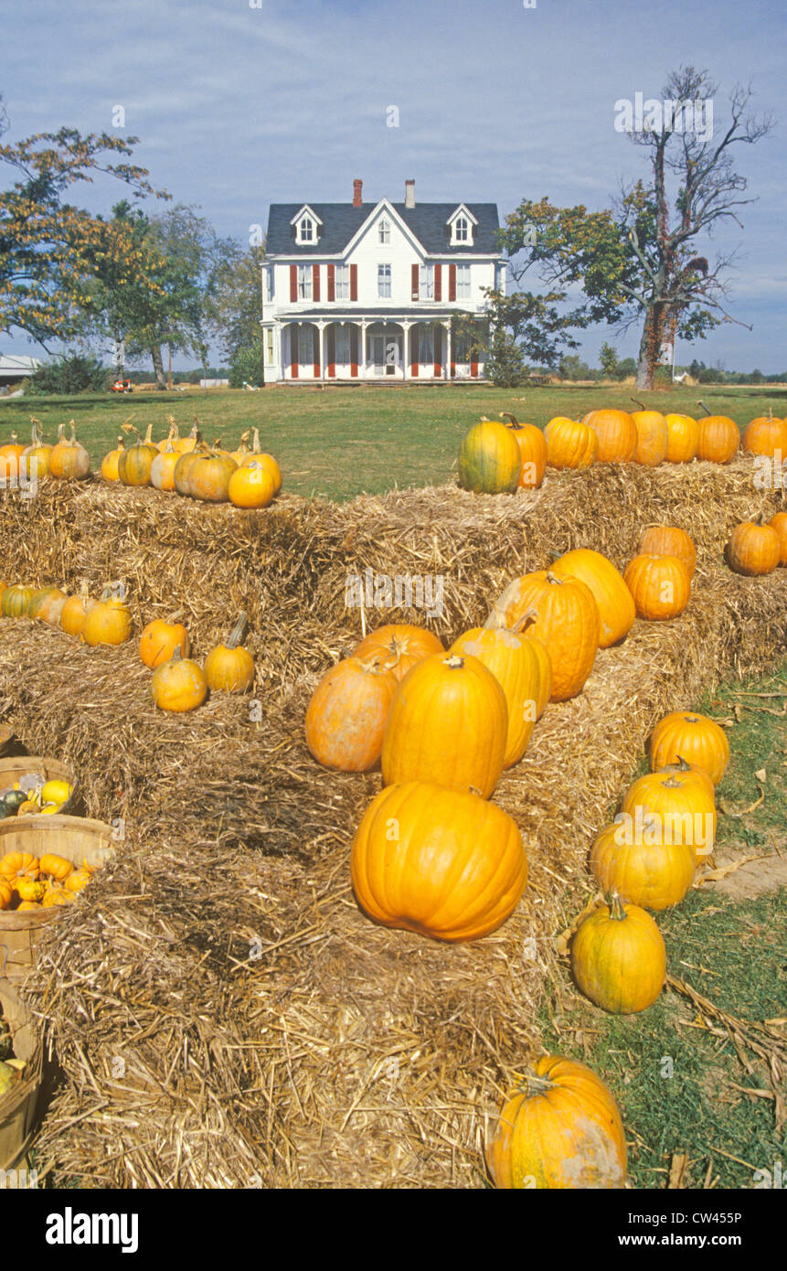 Pumpkins in Front of a House, Maryland Stock Photo Alamy