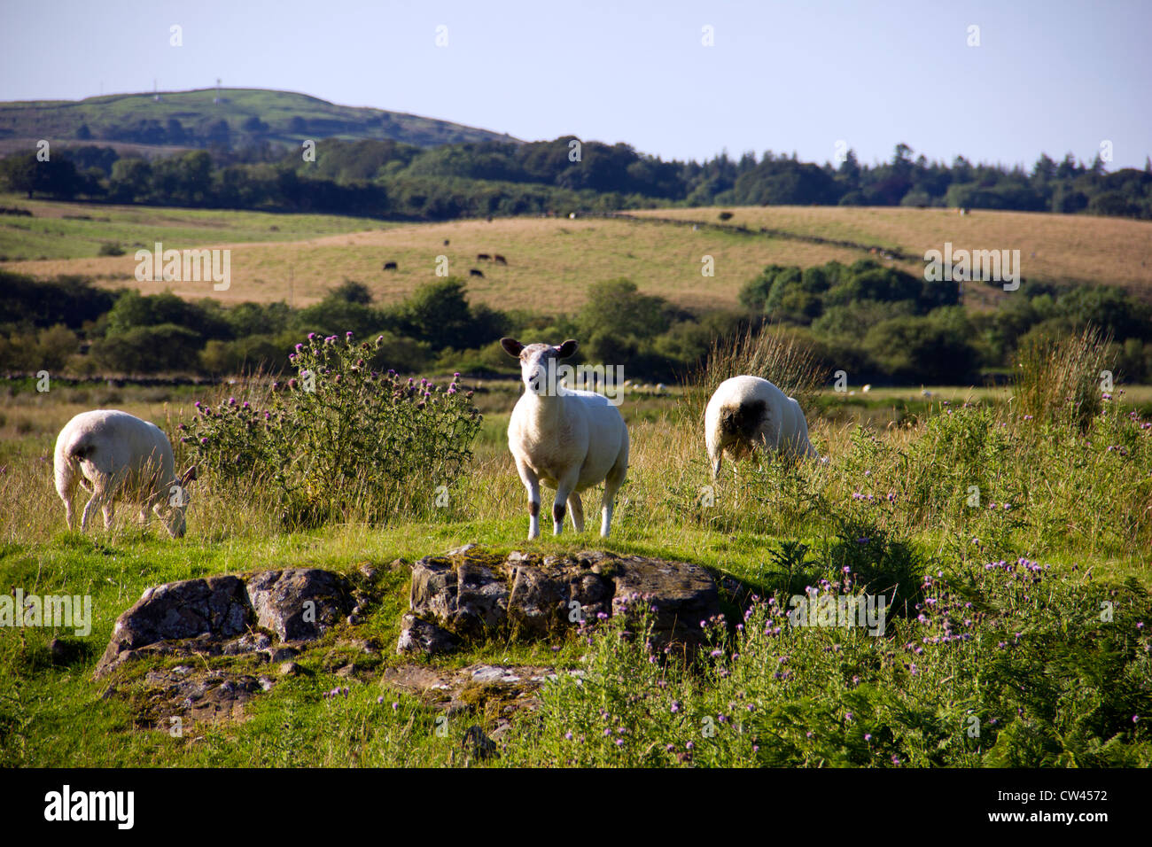 Sheep on Galloway Farm in Scotland Stock Photo Alamy