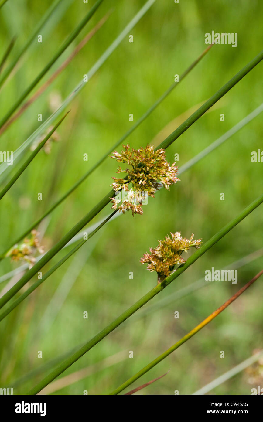 Common or Soft Rush (Juncus effusus). Flower and seed heads on side of round cross-section stems. Stock Photo