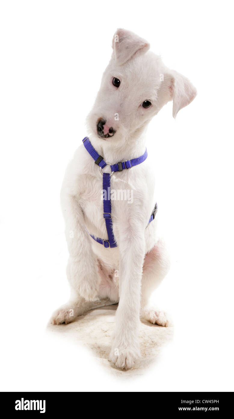 Jack Russell Terrier. White juvenile sitting, wearing a dog harness