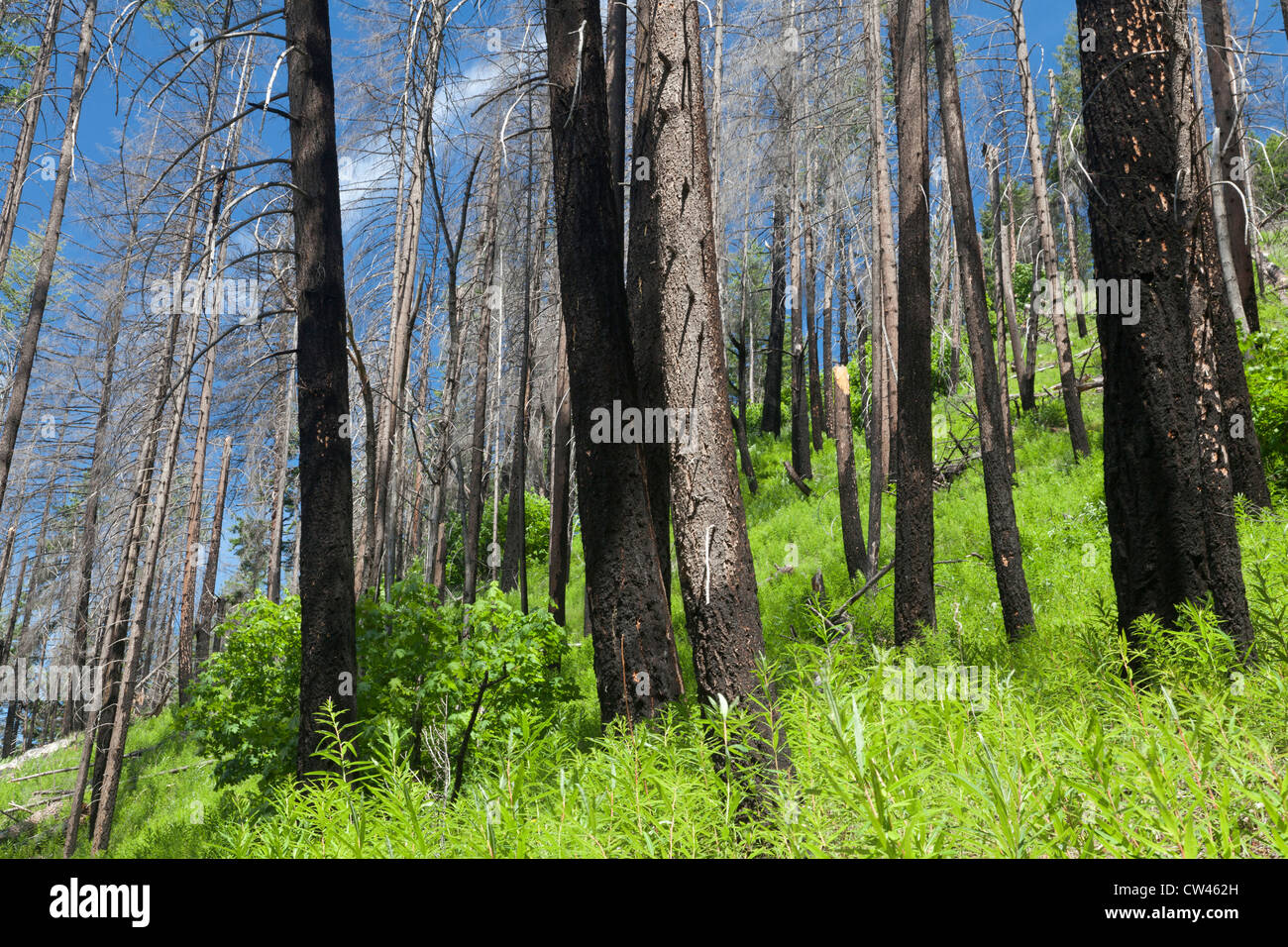 USA, Washington State, Stehekin, Lake Chelan, Regrowth After Forest Fire Stock Photo