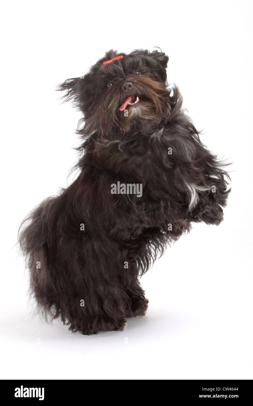 Havanese. Adult standing upright on its hind legs. Studio picture against a white background Stock Photo