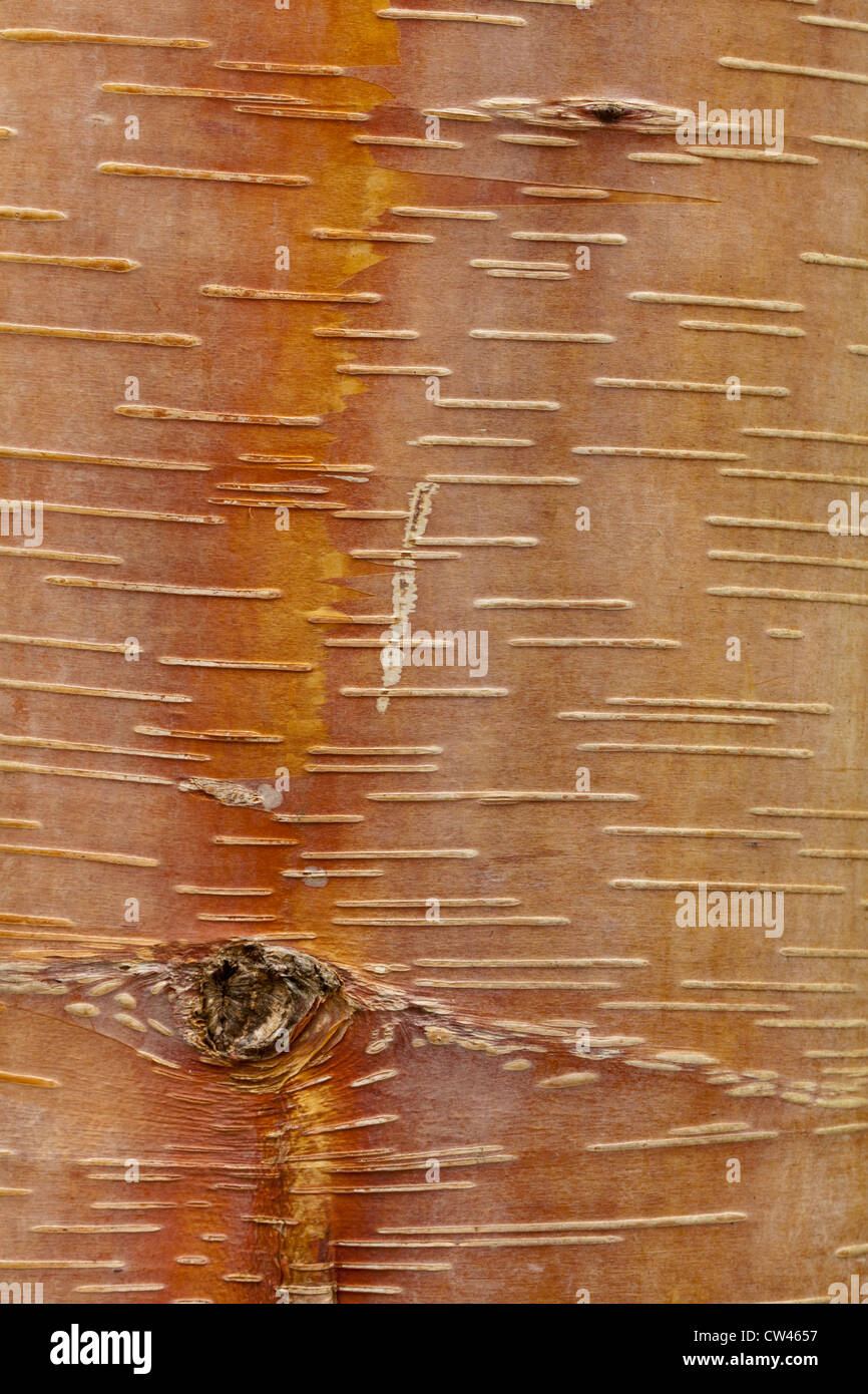 Birch Bark, Detail Stock Photo