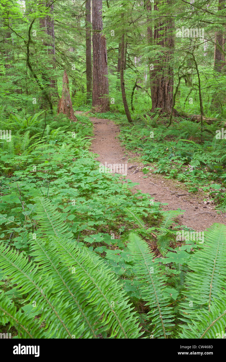 USA, Washington State, Olympic National Forest, Skokomish River, Path Through Ferns Stock Photo
