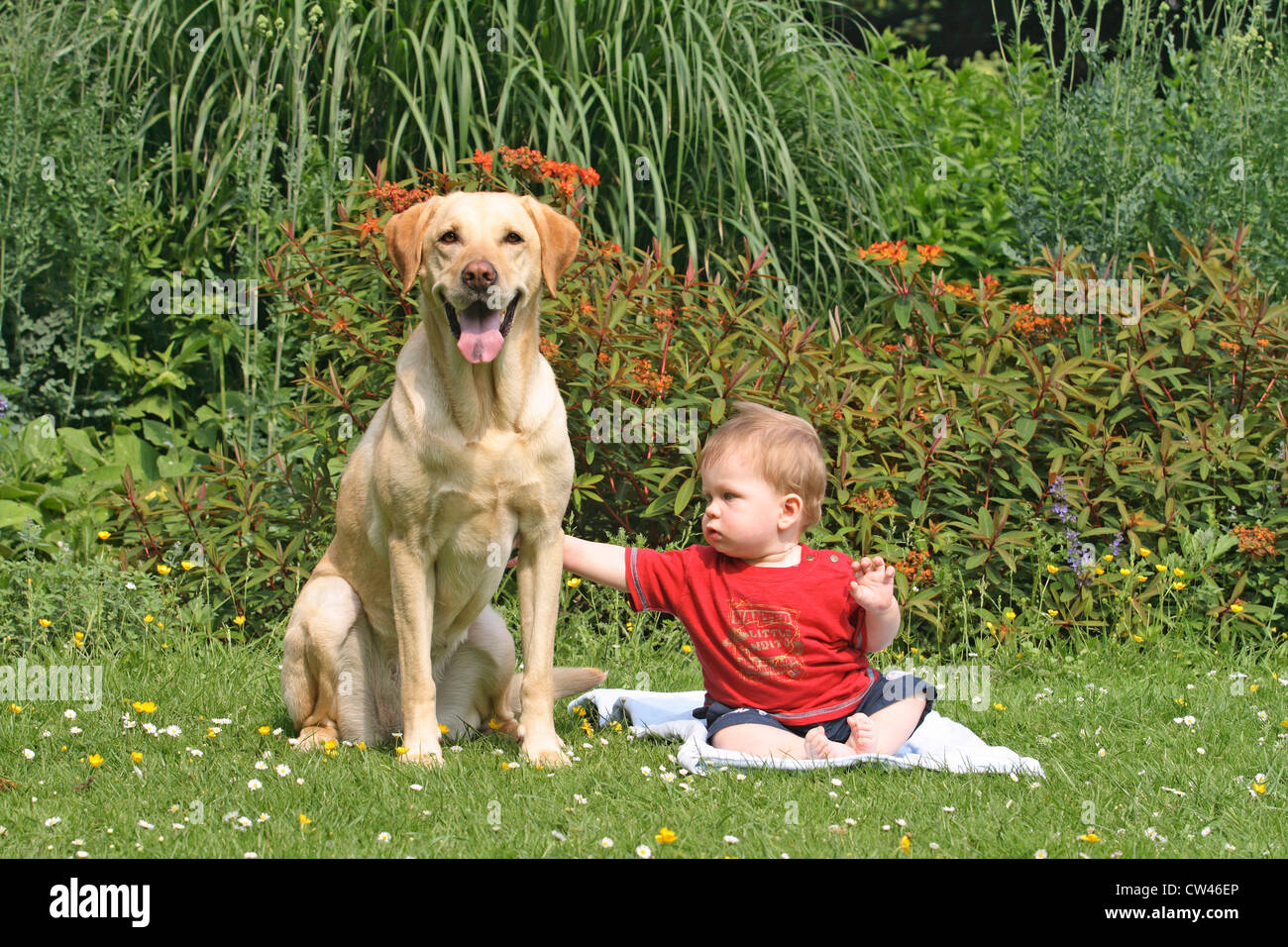 One year old boy sitting on a lawn next to a Labrador Retriever Stock ...