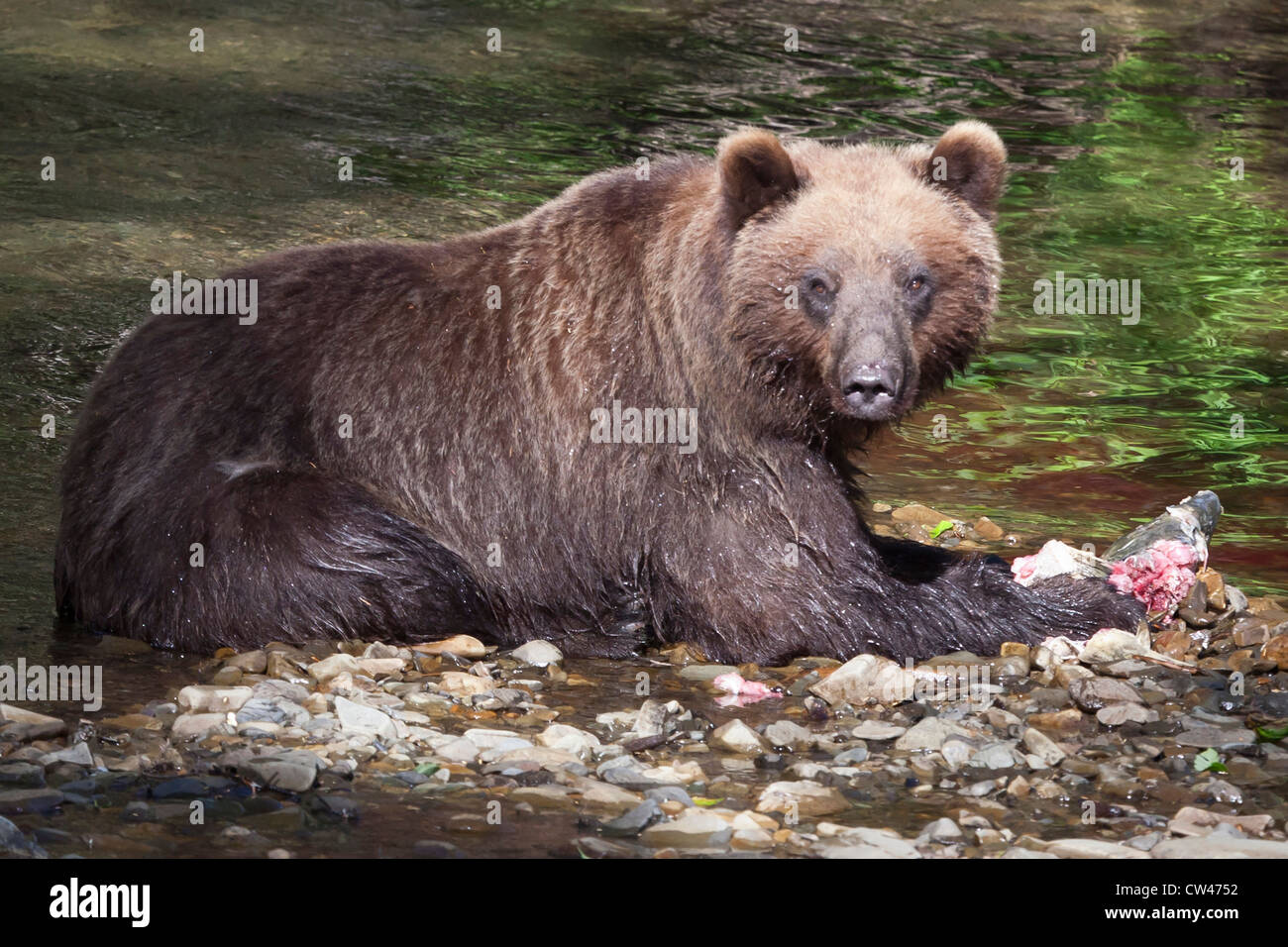 Hoonah alaska hires stock photography and images Alamy