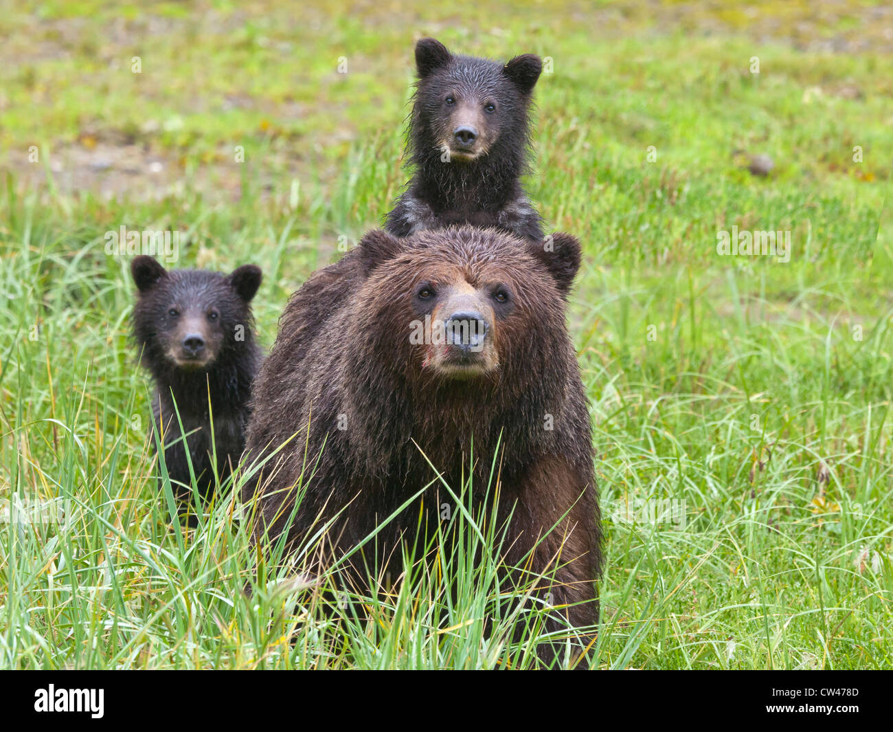 Admiralty Island Alaska Bear Hi res Stock Photography And Images Alamy Admiralty Island Alaska Bear Hi res Stock Photography And Images Alamy