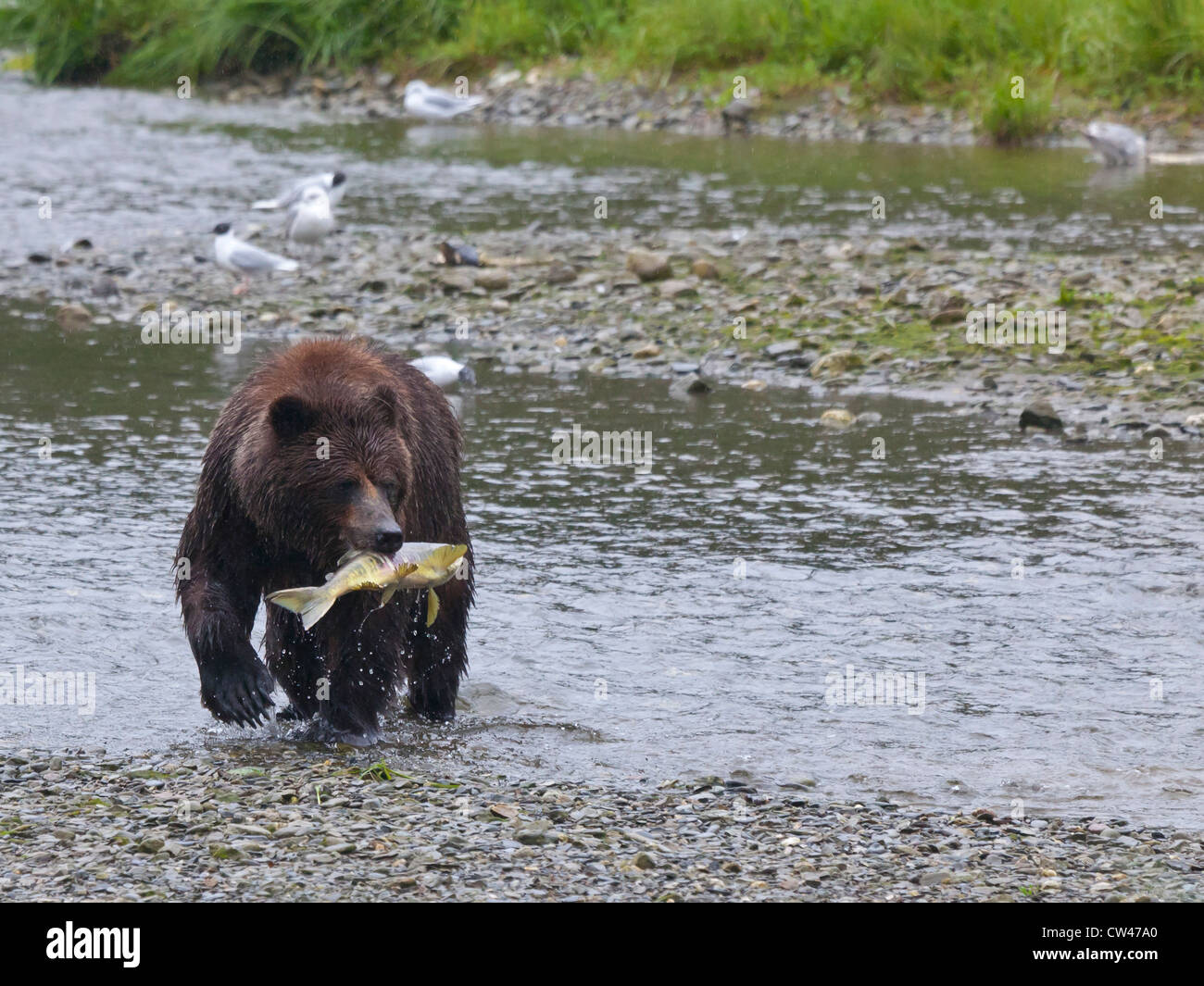 Admiralty Island Brown Bear Hi res Stock Photography And Images Alamy Admiralty Island Brown Bear Hi res Stock Photography And Images Alamy