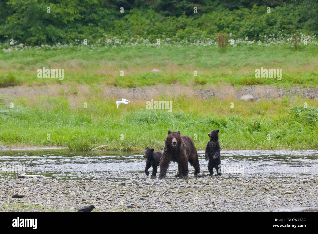 Admiralty Island Alaska Bear Hi res Stock Photography And Images Alamy Admiralty Island Alaska Bear Hi res Stock Photography And Images Alamy