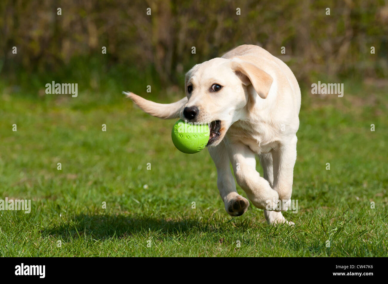 Labrador Retriever. Puppy running on a lawn while carrying a ball in its mouth Stock Photo