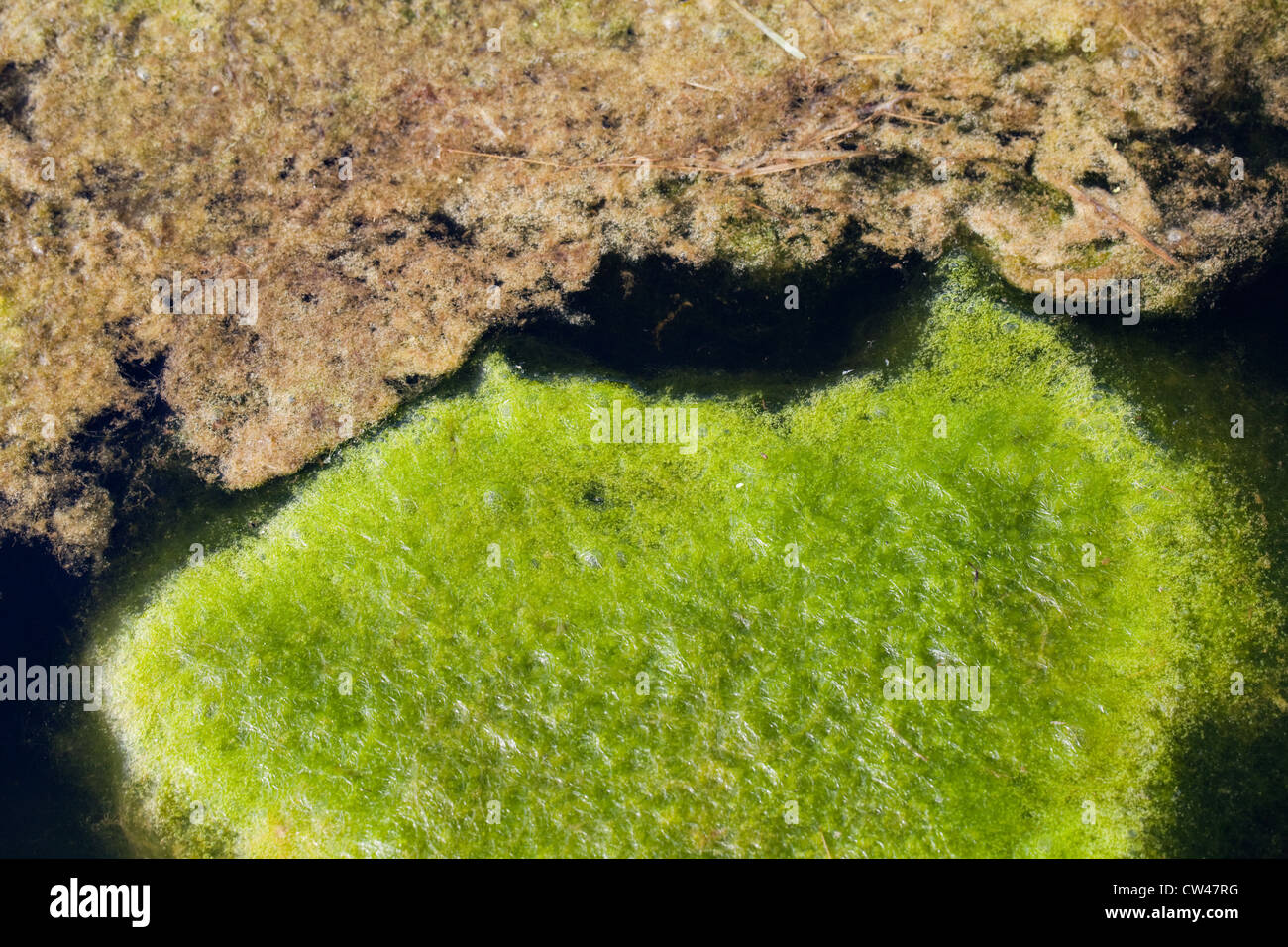 Blanket Weed (Cladophora sp. ). Mats of floating aquatic algae on the surface of a field edge pond. Norfolk. Stock Photo