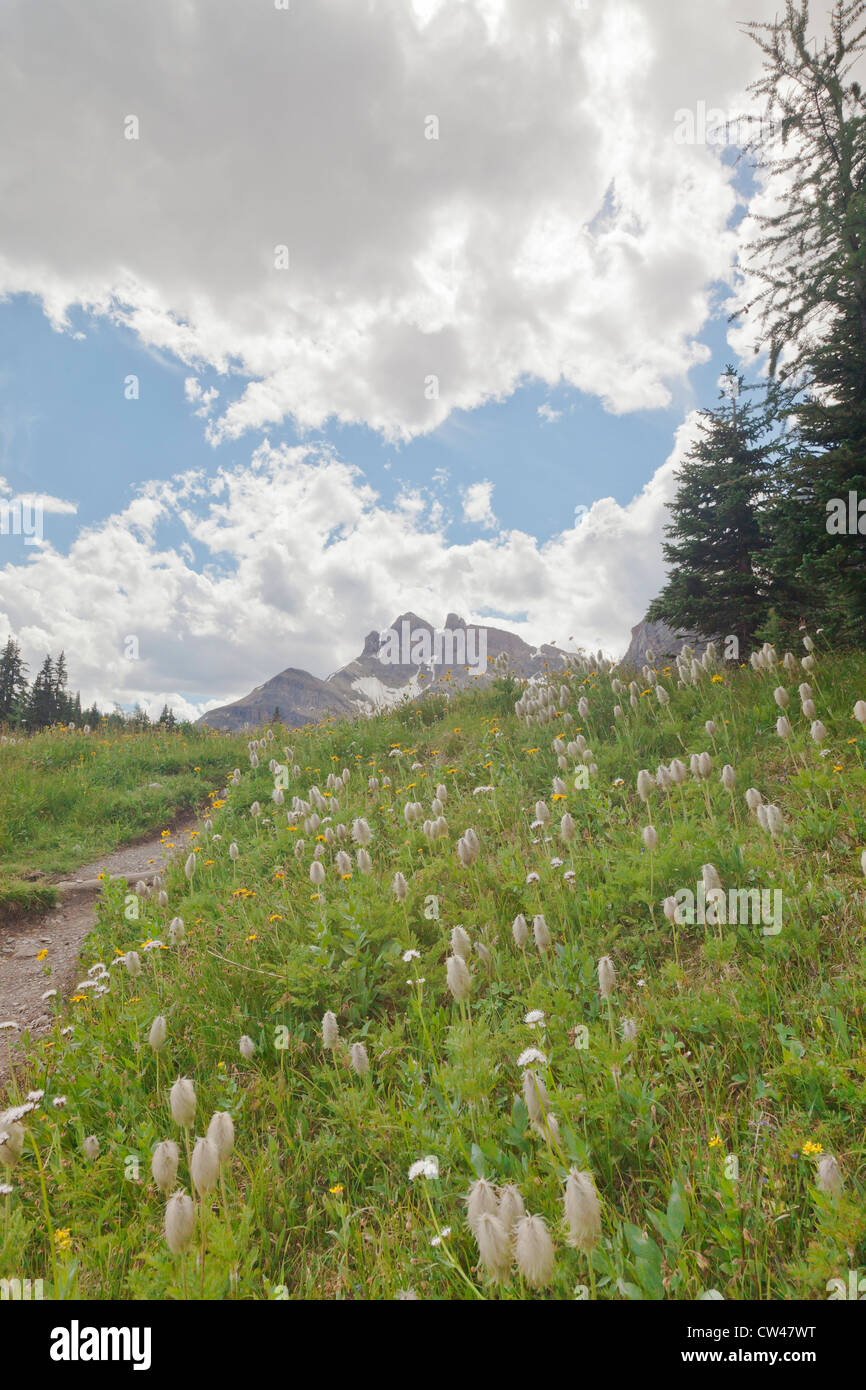 Canada, Mount Assiniboine Provincial Park, Meadows from Naiset cabins to Gog Lake Stock Photo
