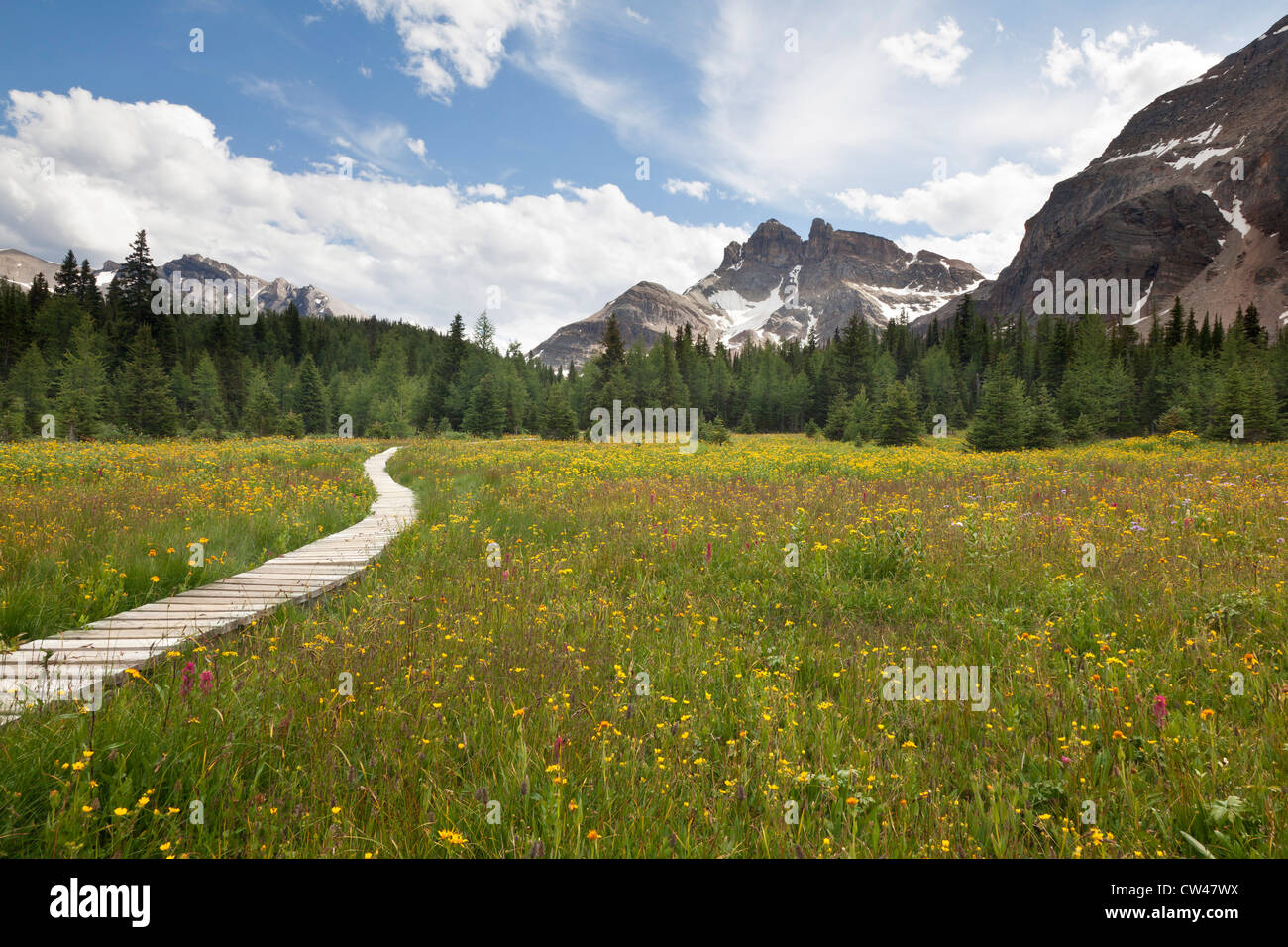 Canada, Mount Assiniboine Provincial Park, Meadows from Naiset cabins to Gog Lake Stock Photo