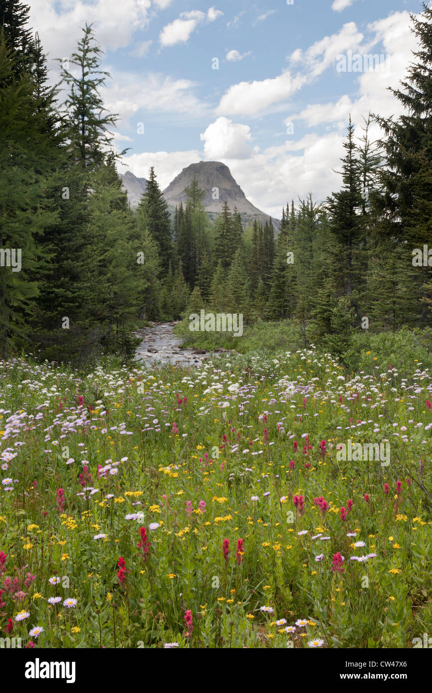 Canada, Mount Assiniboine Provincial Park, Gog Lake, Meadows and mountains Stock Photo