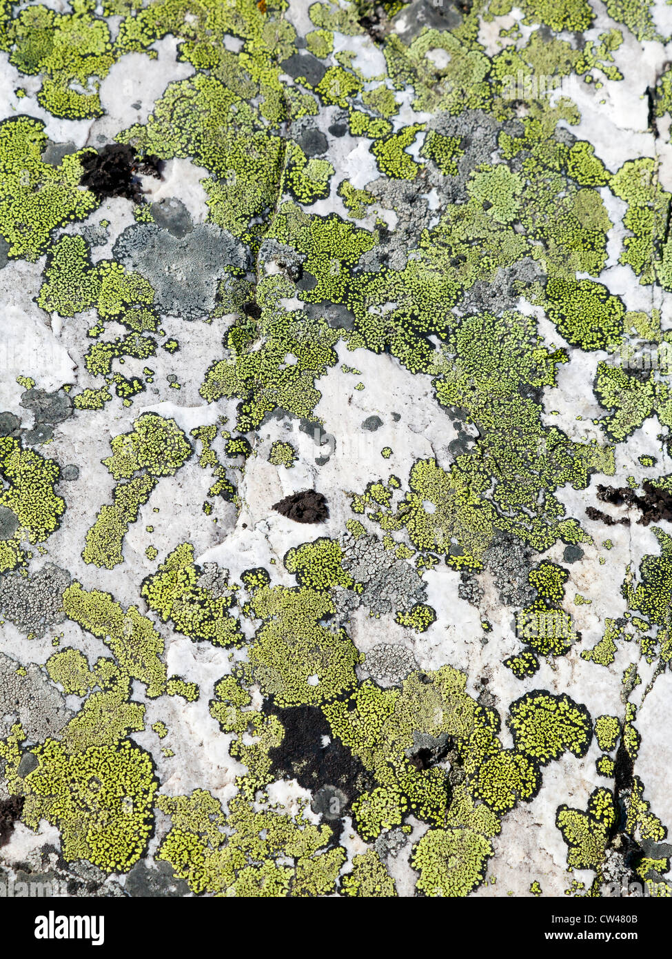 Canada, Mount Assiniboine Provincial Park, Naiset Point, Lichens Stock Photo
