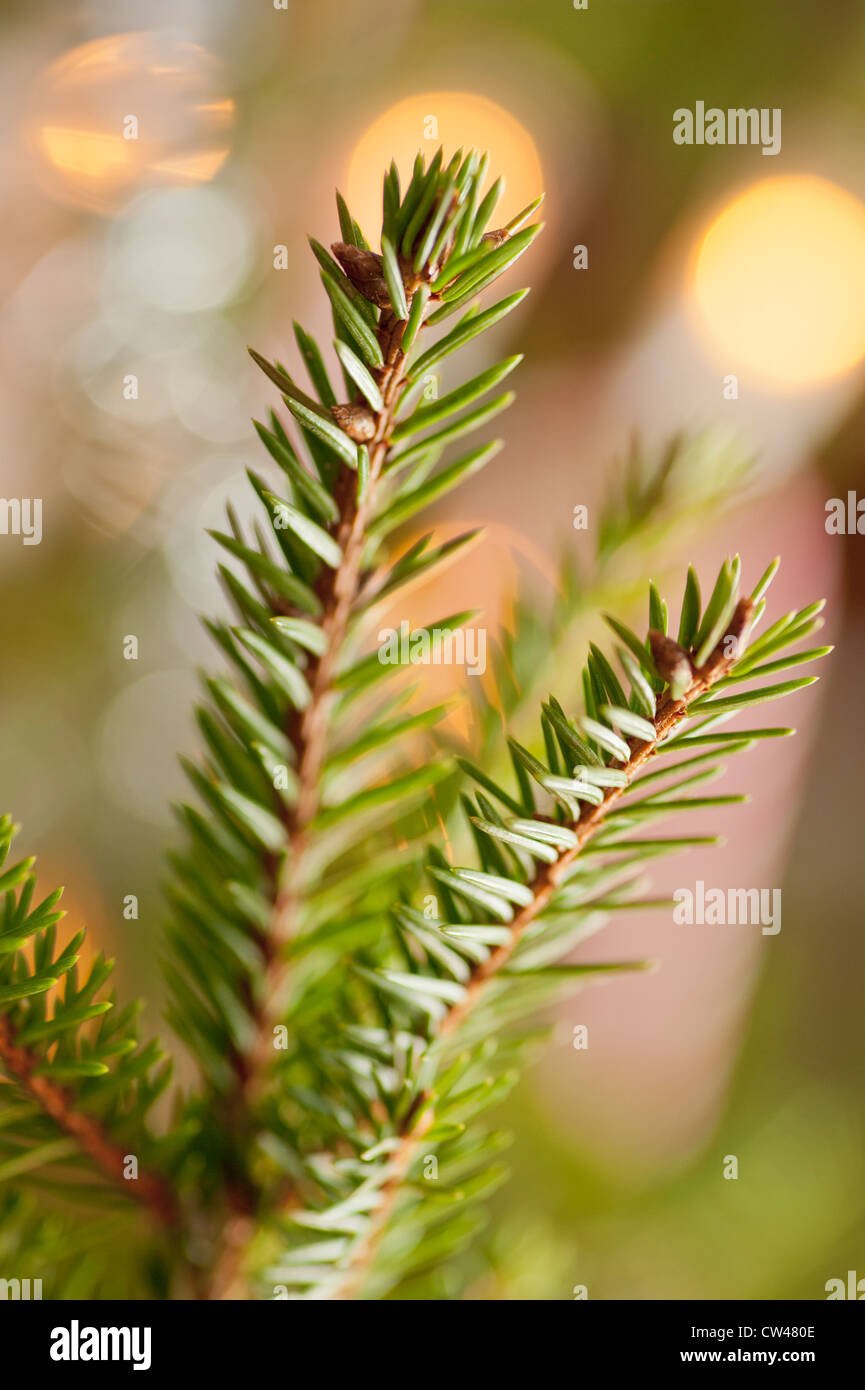 Holiday indoor hires stock photography and images Alamy