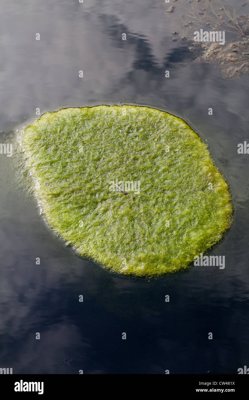 Blanket Weed (Cladophora sp. ). A mat of floating aquatic algae on the surface of a field edge pond. Norfolk. Stock Photo