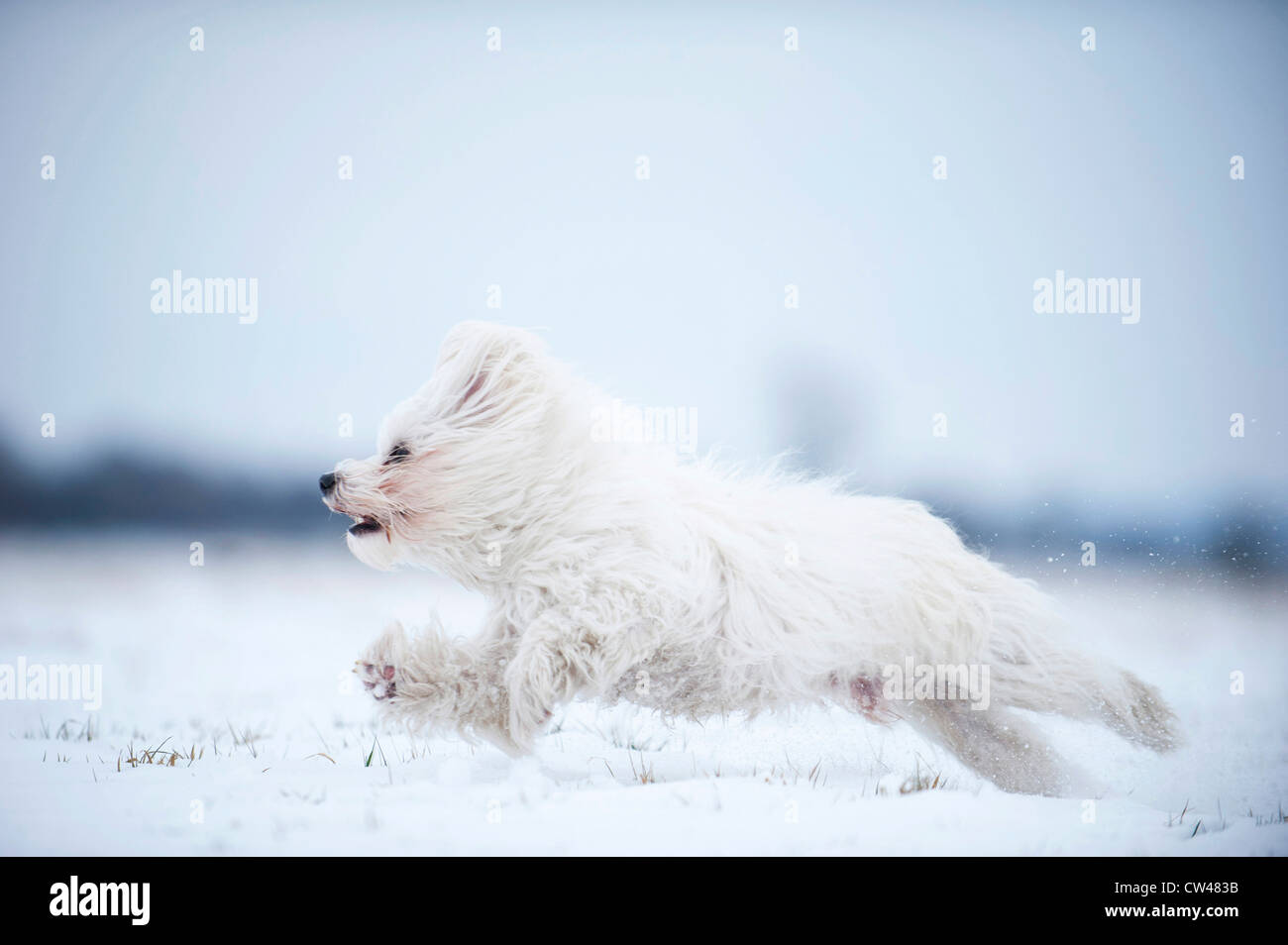 Havanese running in snow Stock Photo Alamy