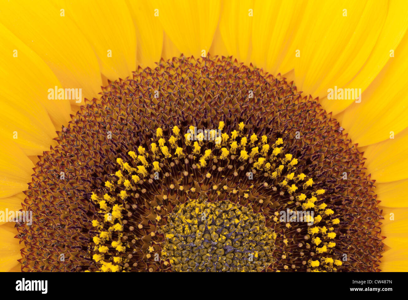 Sun Flower, Close-up Stock Photo