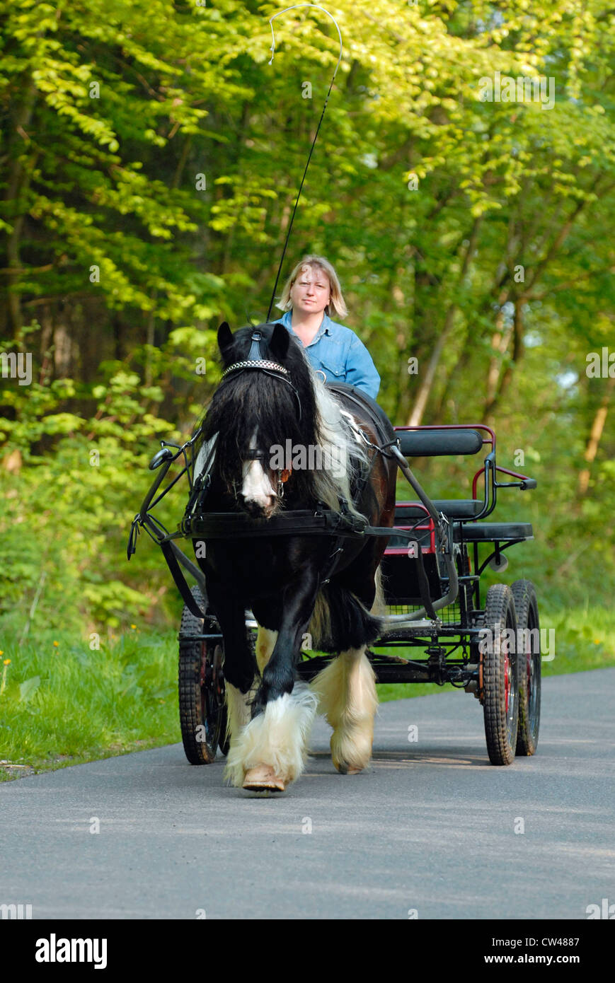 Gypsy Horse Carriage Stock Photos & Gypsy Horse Carriage Stock Images