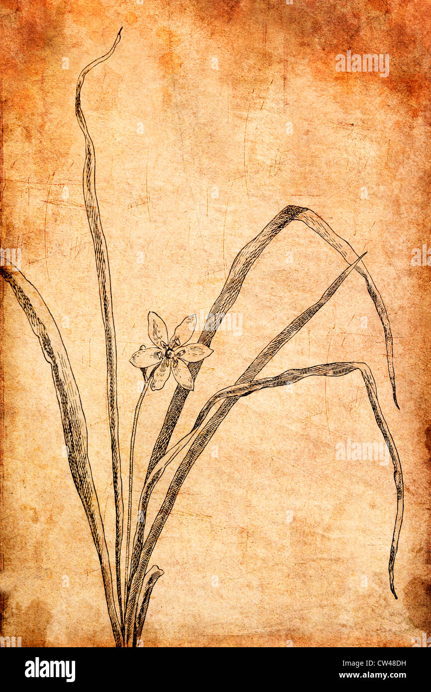 Yellow Star Grass by Marion Satterlee for the book, 'How to Know the Wild Flowers', by Frances Theodora Parsons, 1893 Stock Photo