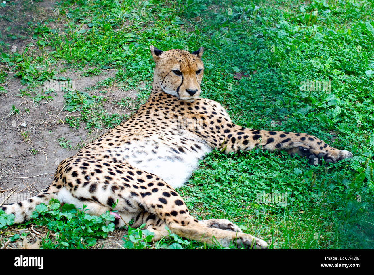 wild cat lying down in zoo of Moscow Russia Stock Photo Alamy