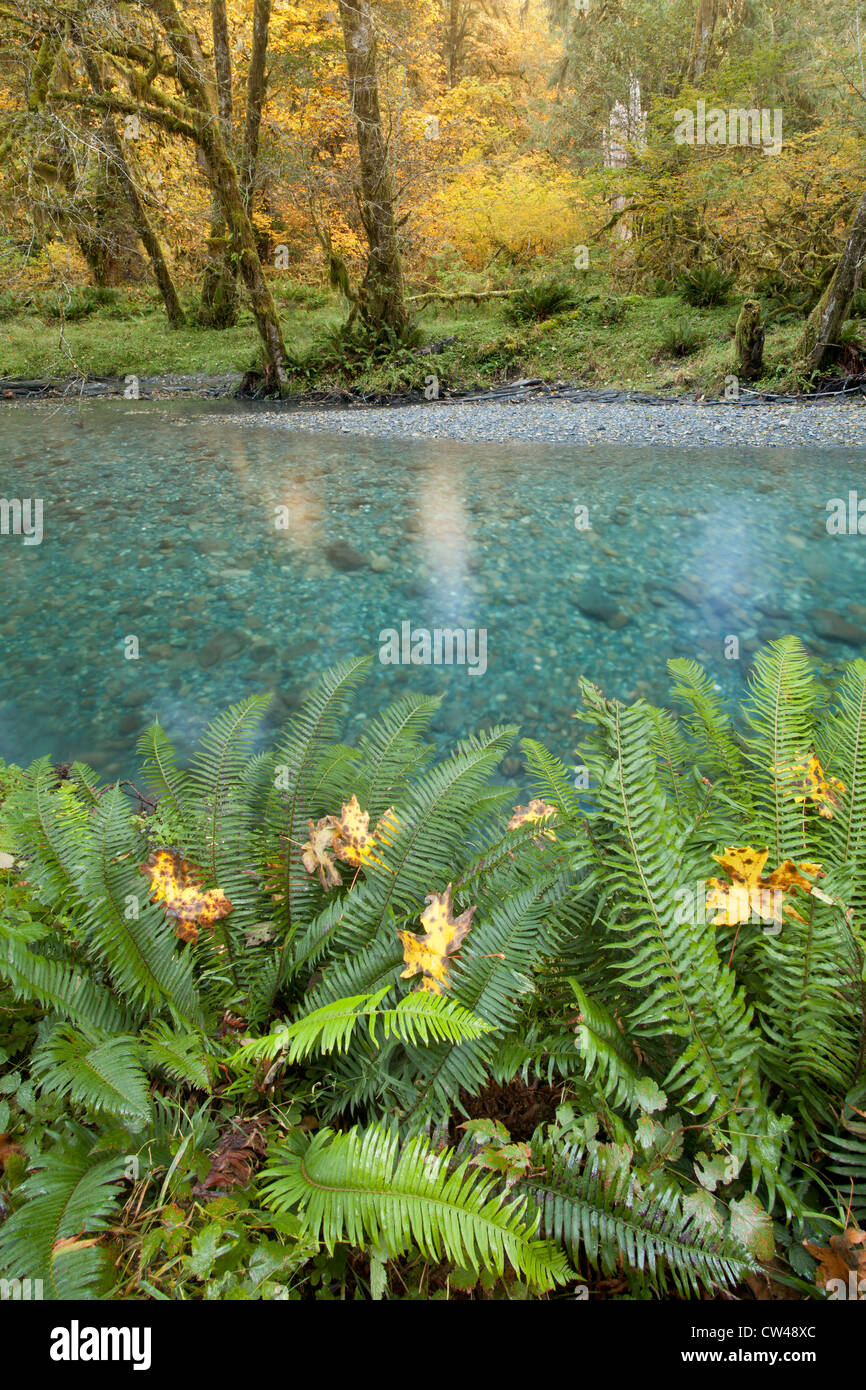 River in autumn, Quinault River, Olympic National Park, Washington State, USA Stock Photo