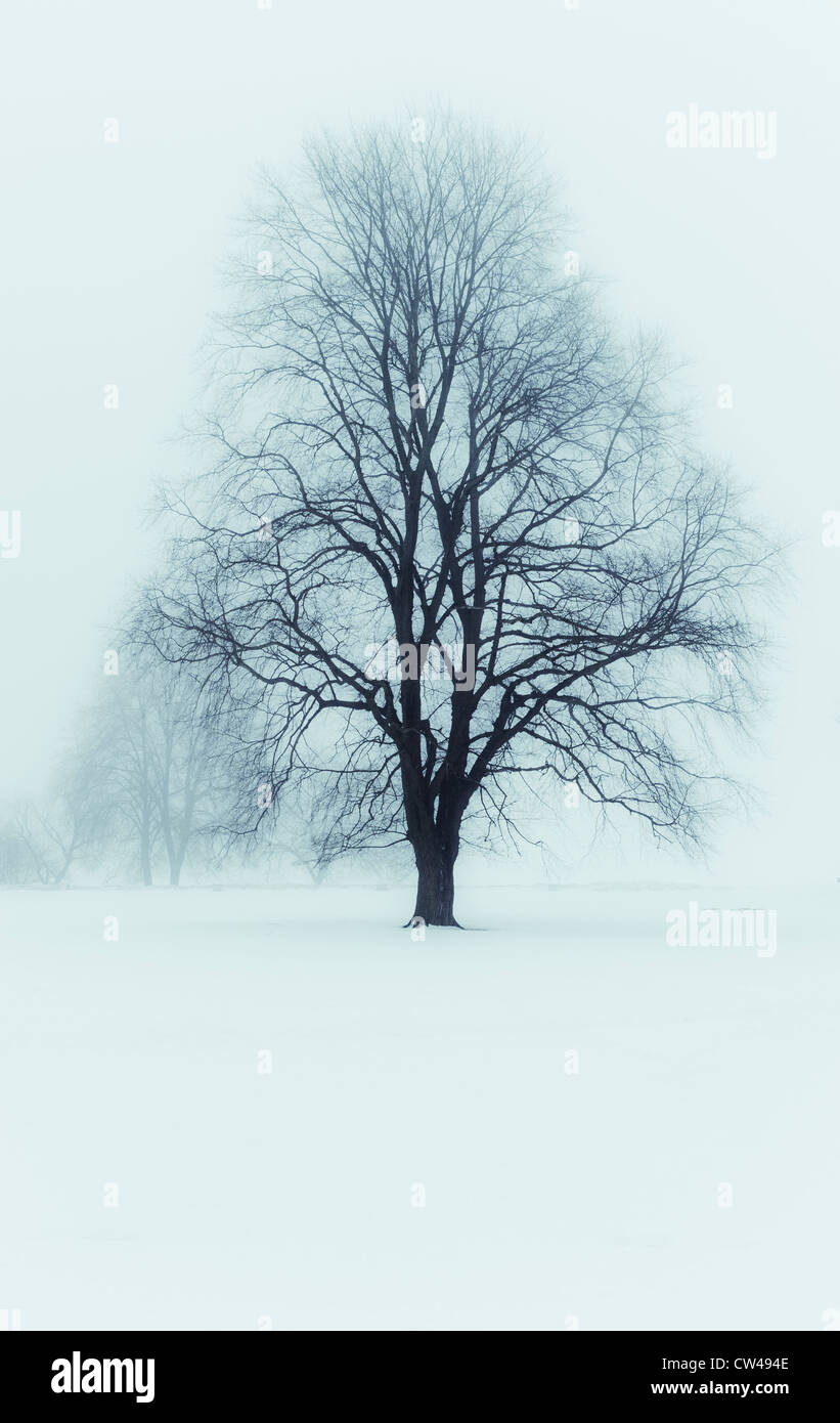 Frosted winter landscape hi-res stock photography and images - Alamy
