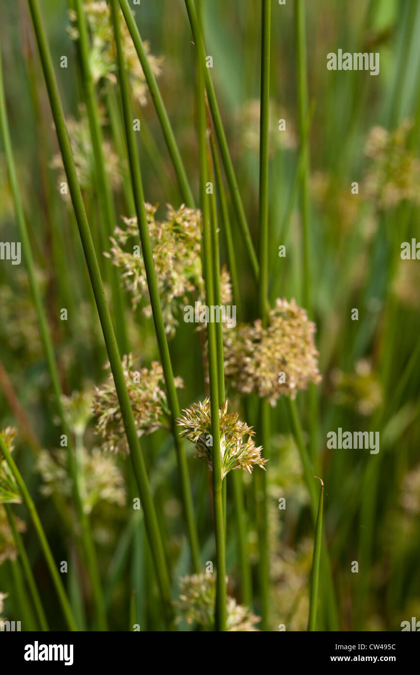 Common or Soft Rush (Juncus effusus). Flower and seed heads on side of round cross-section stems. Stock Photo