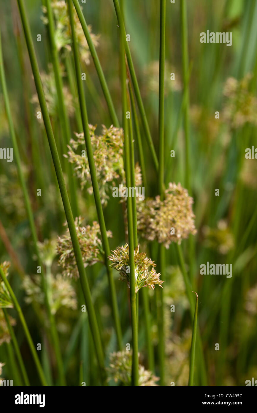 Juncus effusus hi-res stock photography and images - Alamy