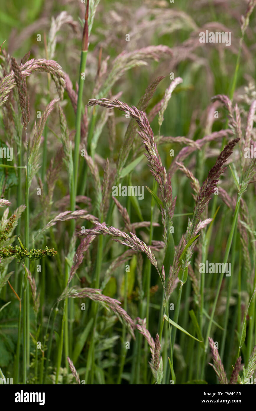 Yorkshire Fog Grass (Holcus lanatus). Panicles in various stages of ripening. Perennial grass preferring damp, low ground. Stock Photo