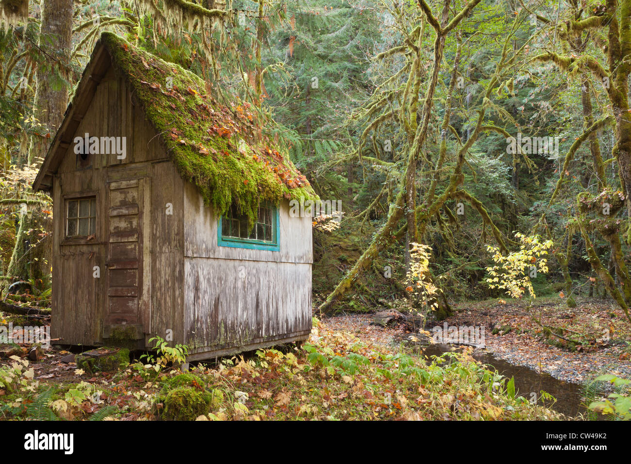 Old cabin in a forest, Olympic National Park, Washington State, USA Stock Photo