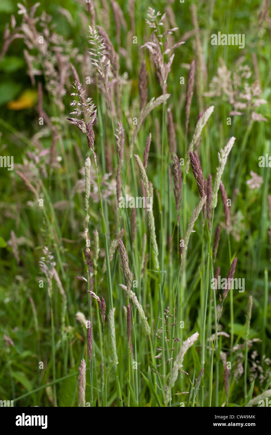 Yorkshire Fog Grass (Holcus lanatus). Panicles in various stages of ripening. Perennial grass preferring damp, low ground. Stock Photo