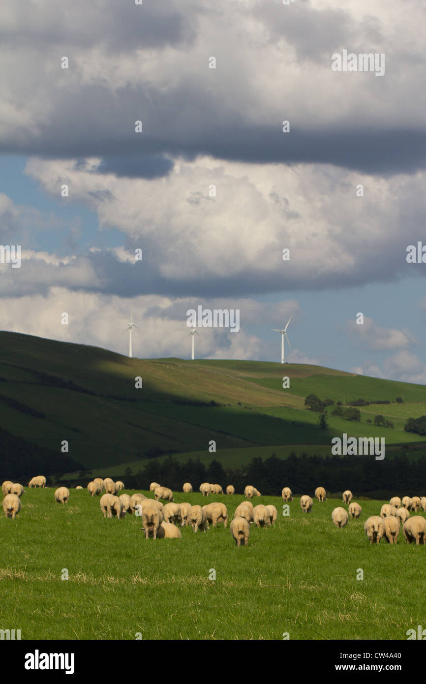 A flock of sheep graze in the sunny Welsh hills with th Mynydd Gorddu windfarm in the distance. Stock Photo