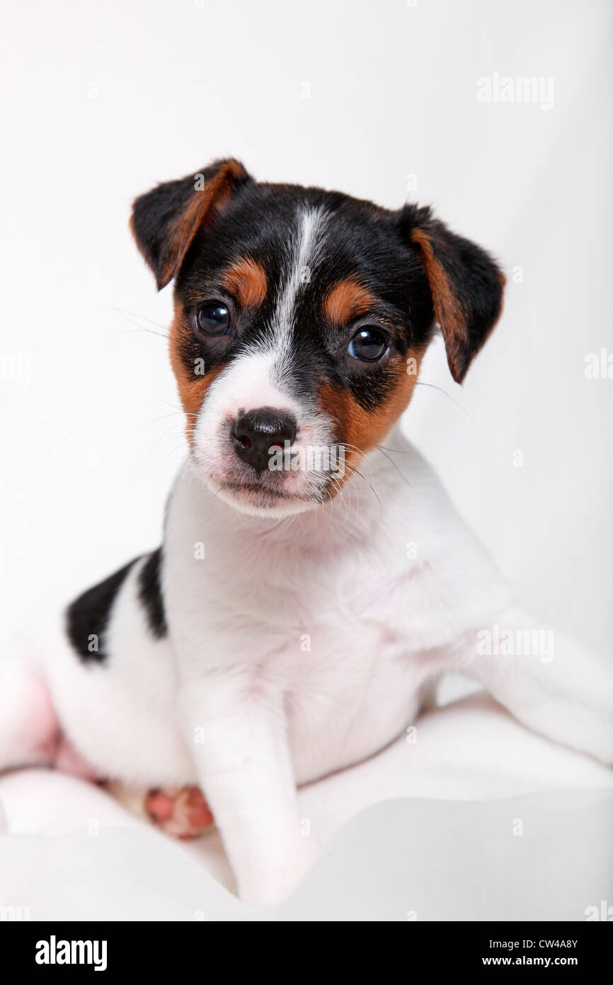studio-shot-of-jack-russel-terrier-puppy-stock-photo-alamy