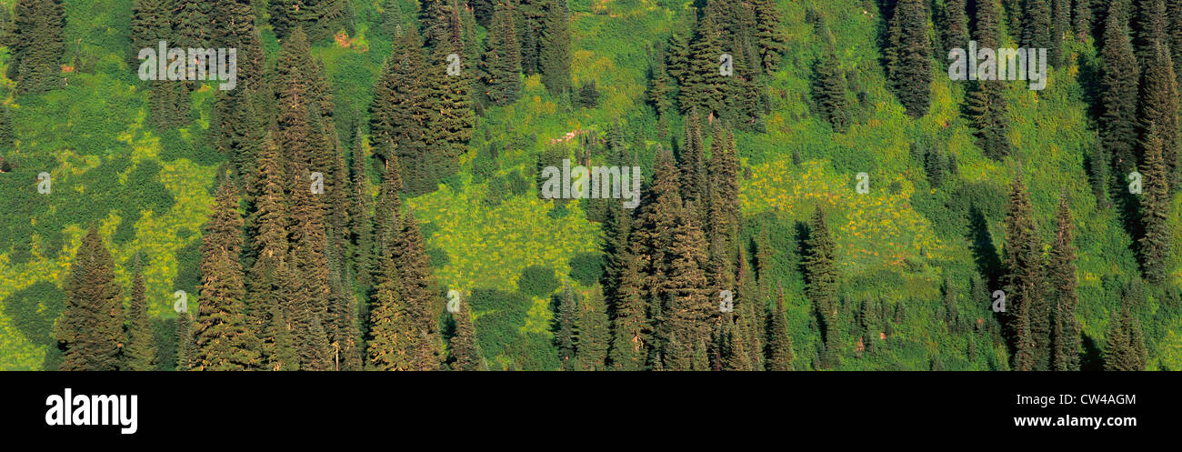 Aerial view of forest on mountainside Stock Photo - Alamy